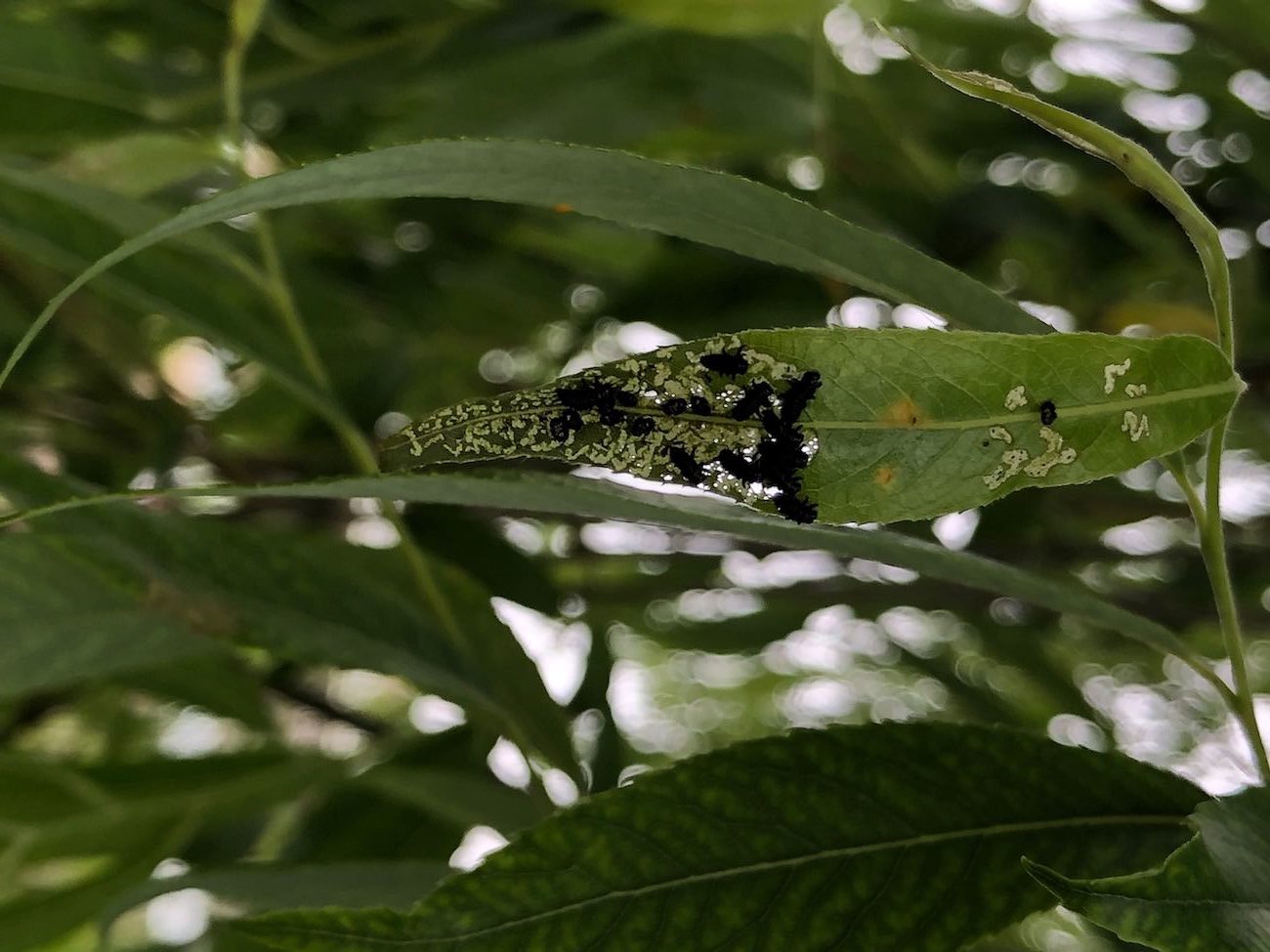 ヤナギの葉でクルミハムシを食べるカメノコテントウ