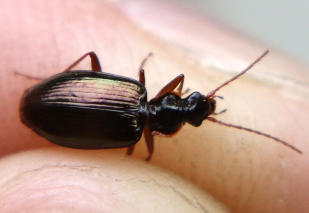 イクビモリヒラタゴミムシ