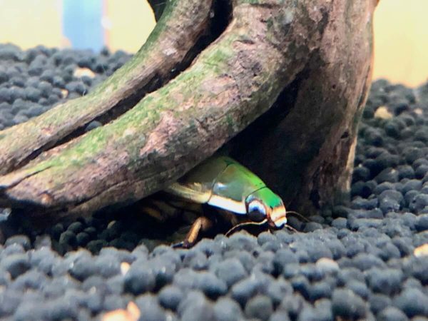 ゲンゴロウ