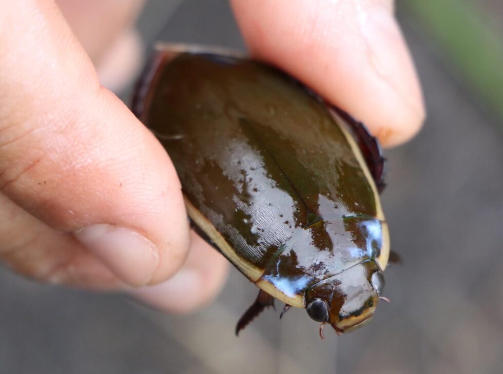 ゲンゴロウ(ナミゲンゴロウ、オオゲンゴロウ)の採取、特徴、生態 |スモールズー