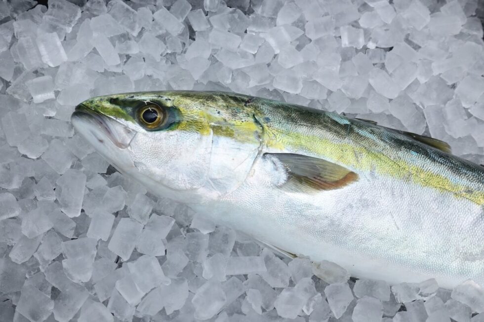 出世魚の名前一覧表|ブリ・スズキ・ボラ・クロダイ・クロマグロ。ブリなら覚え方は「わかいな笑(わら)」|スモールズー