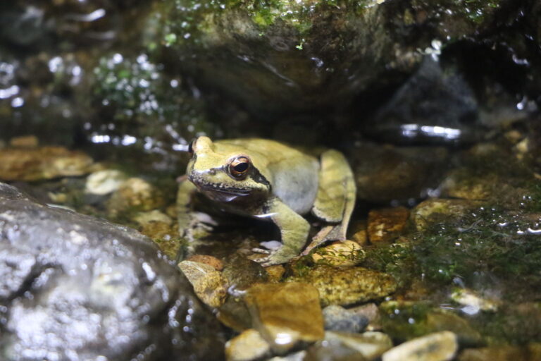 ナガレタゴガエル |スモールズー