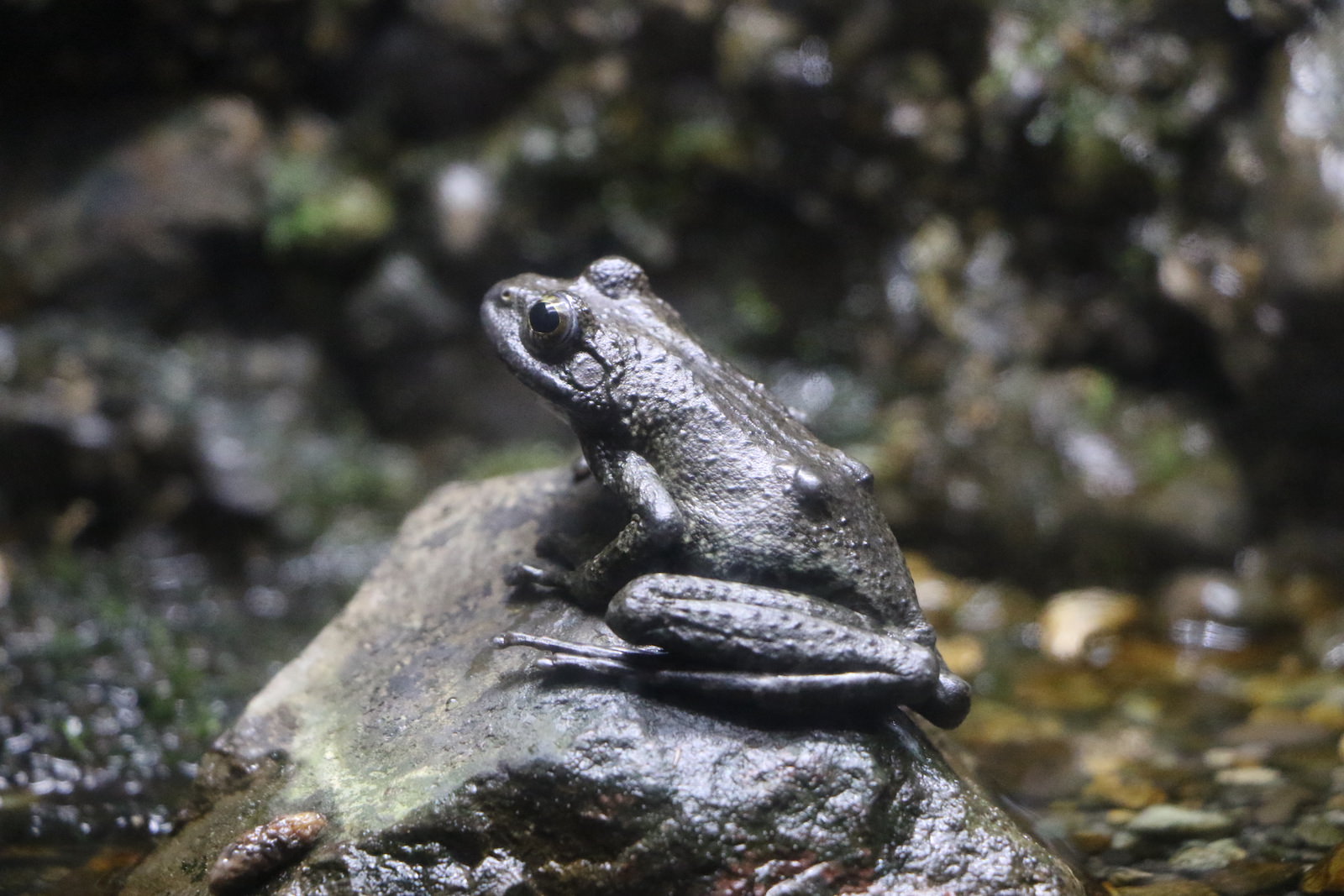 カエル 吸盤がない: カエル 吸盤 構造 _ これは何ていう魚ですか？沖縄の磯にいました。 – UIOSN