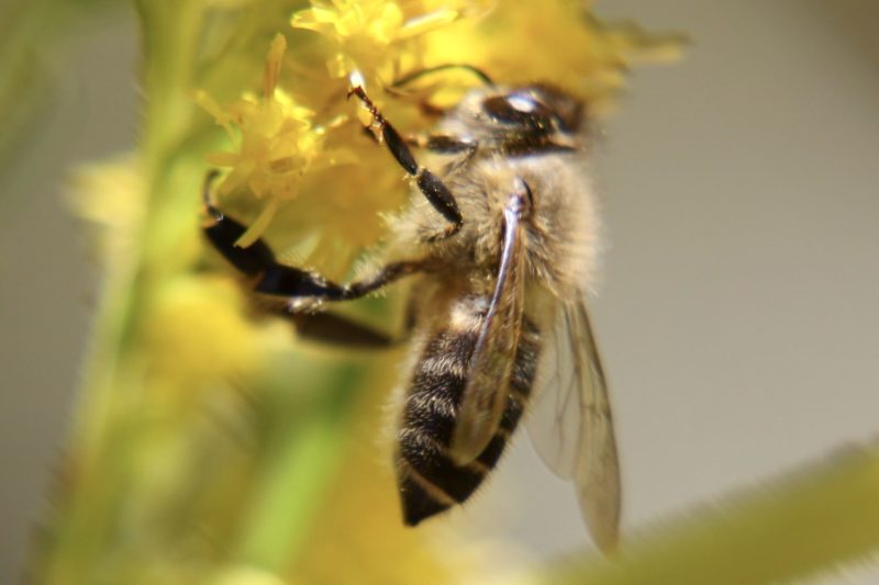 ニホンミツバチ