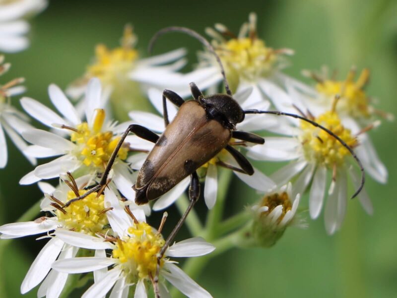 カミキリムシの駆除・防除〜庭や家で害虫被害を抑えるために ｜スモールズー