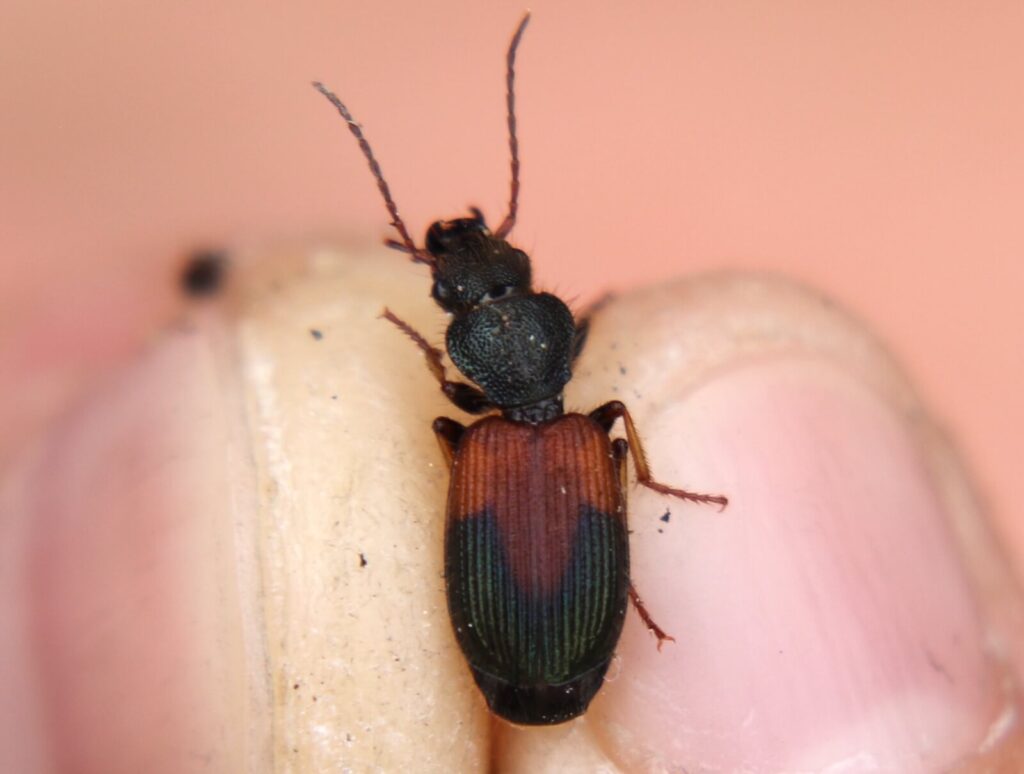 ダイミョウアトキリゴミムシ〜ラキュのピースみたいな模様