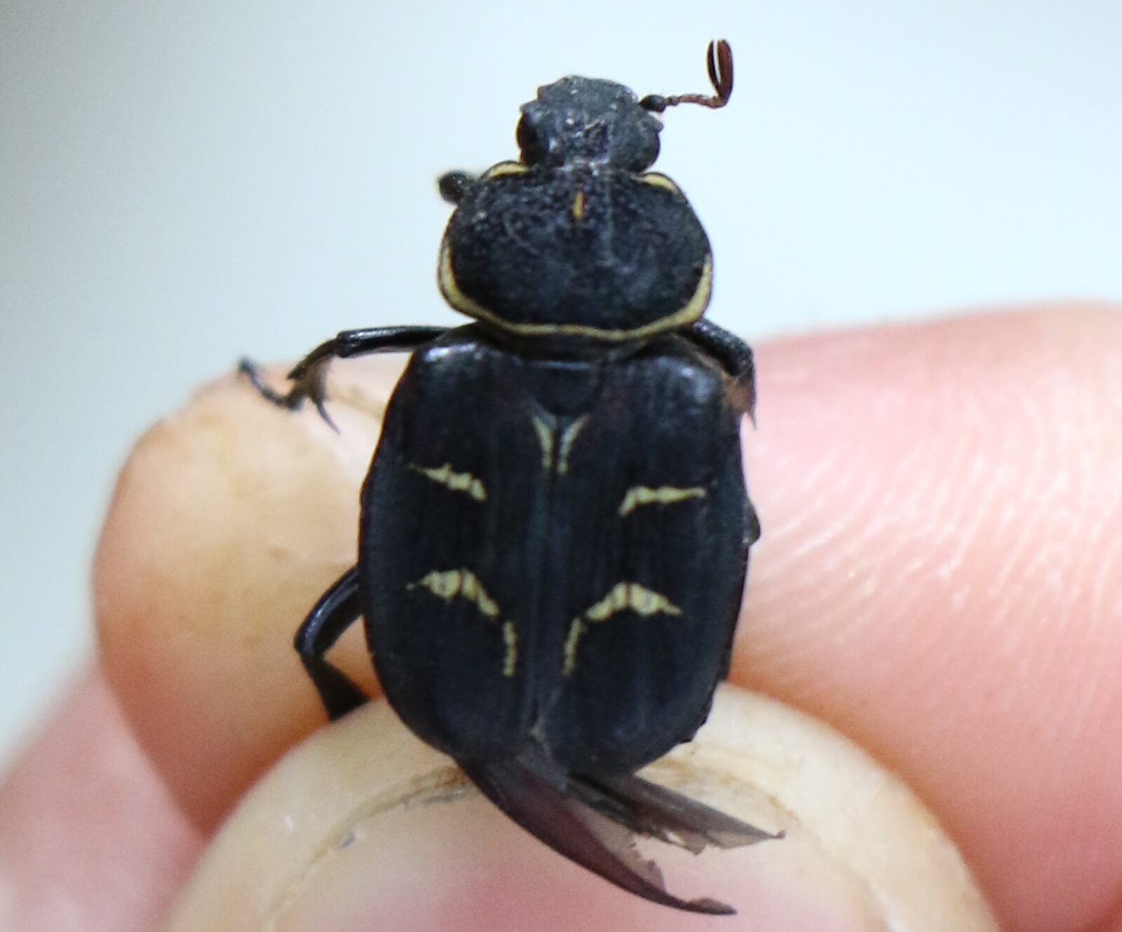 オオトラフハナムグリ スモールズー