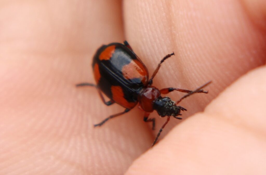 クロズジュウジアトキリゴミムシ〜専門家でも15年に一回見かける頻度⁉
