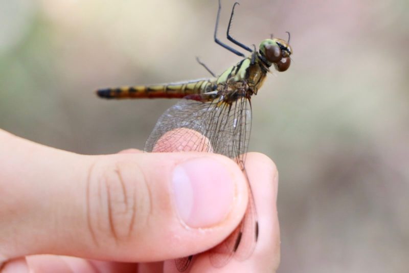 ヒメアカネ |スモールズー