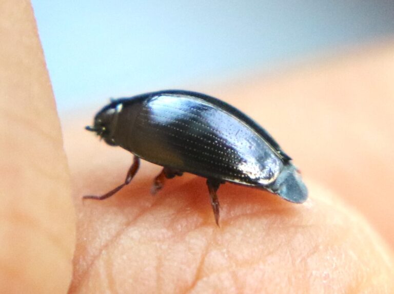 ミズスマシ〜水面の上と下に2つずつ目を持つ絶滅危惧種 |スモールズー