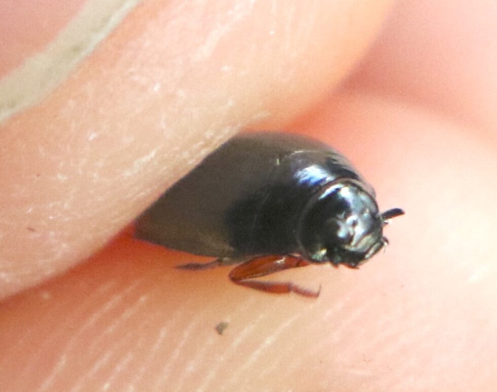 ミズスマシ〜水面の上と下に2つずつ目を持つ絶滅危惧種 ｜スモールズー