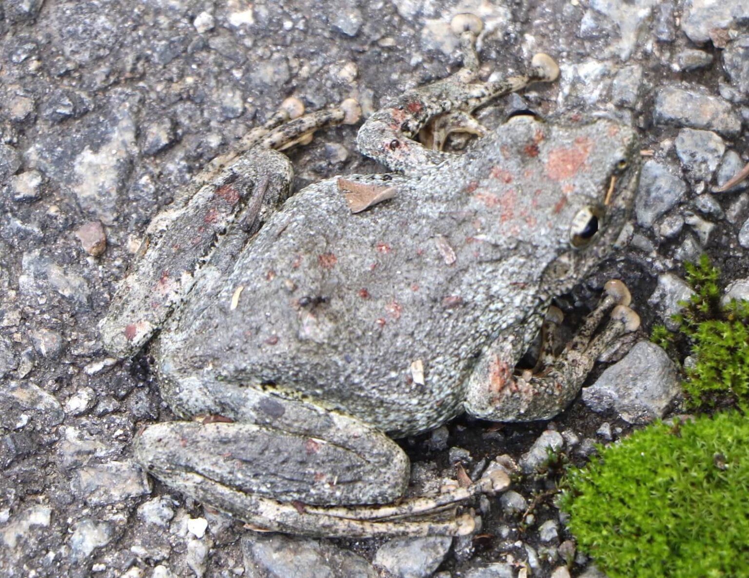 カジカガエル〜柄は違えど、指の先に大きな吸盤が目印｜スモールズー