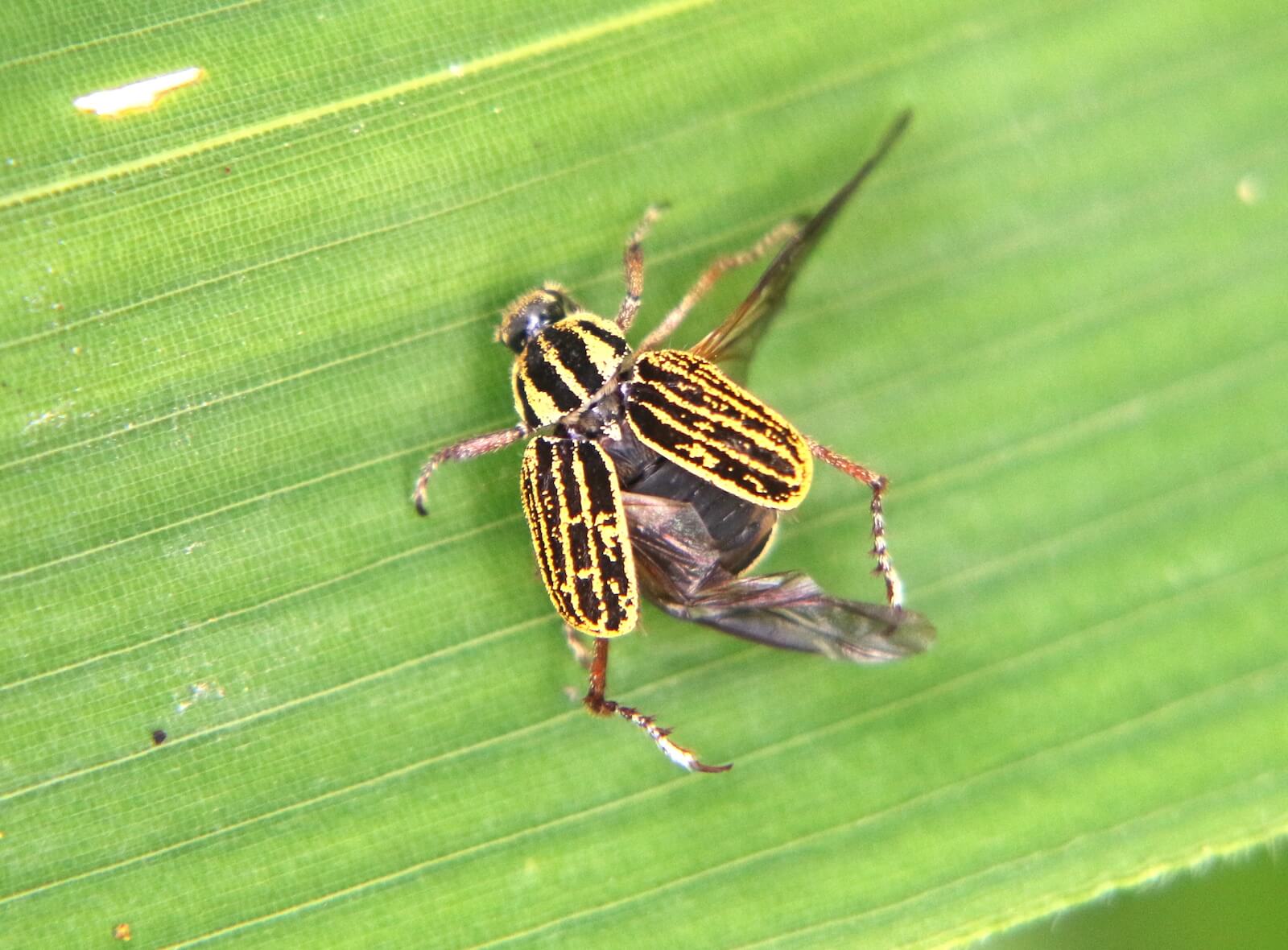 ヒメアシナガコガネ〜芝生の害虫として知られる甲虫