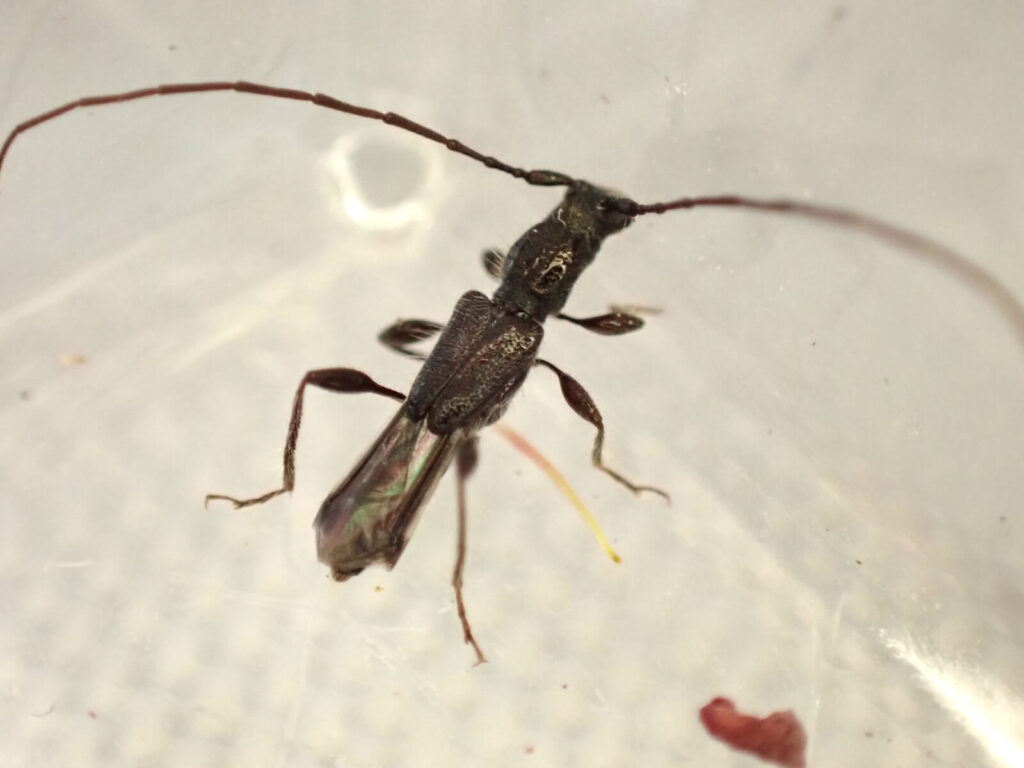 ホソツヤヒゲナガコバネカミキリ〜お飾りの上翅が可愛い