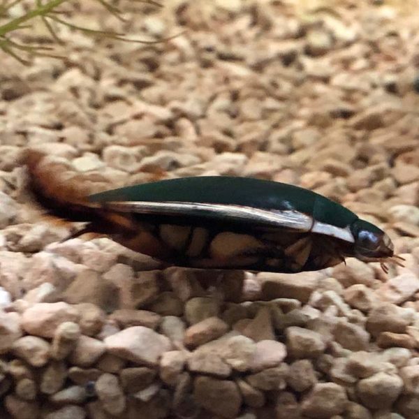 ナミゲンゴロウ