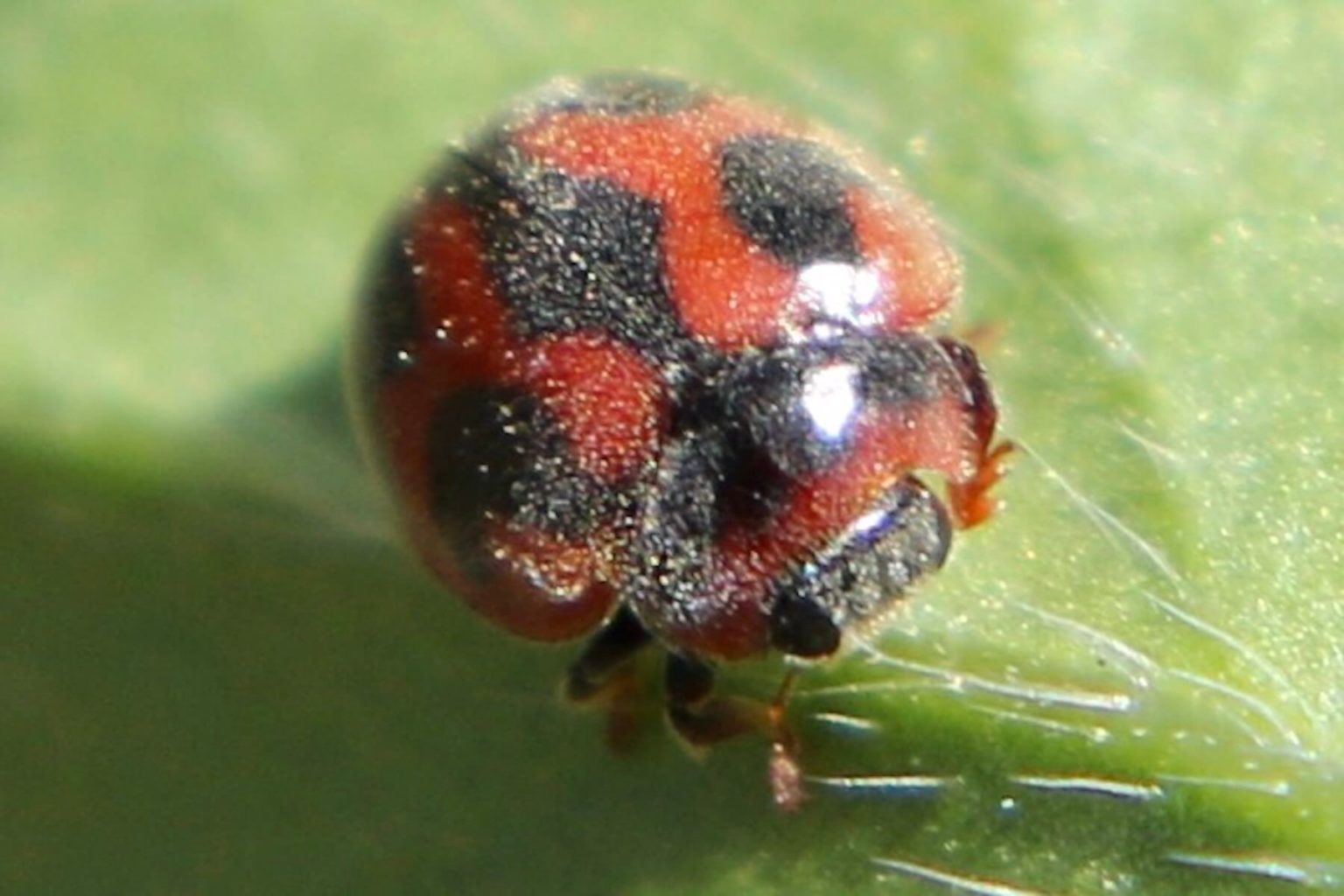 ベダリアテントウ ｜スモールズー