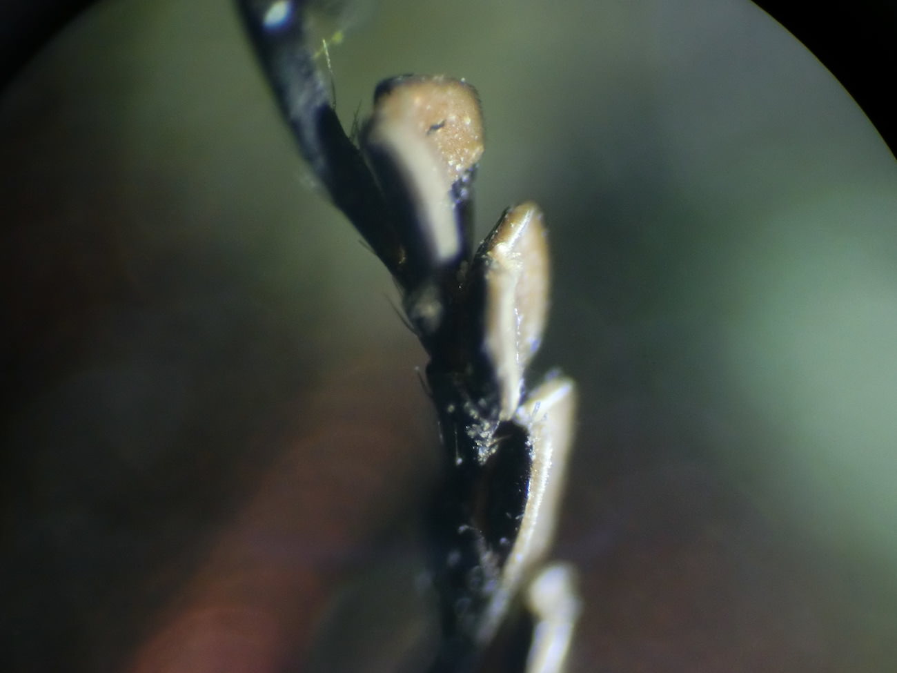 タマムシの顕微鏡ミクロ観察