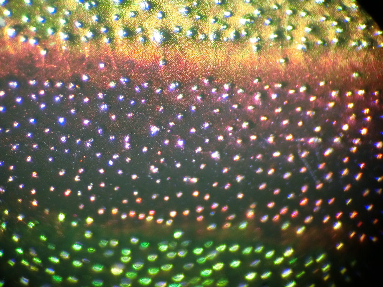 タマムシの顕微鏡ミクロ観察