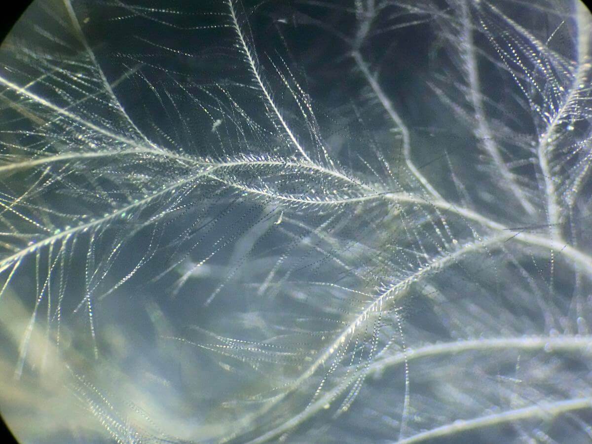 ジョウビタキの羽の顕微鏡写真