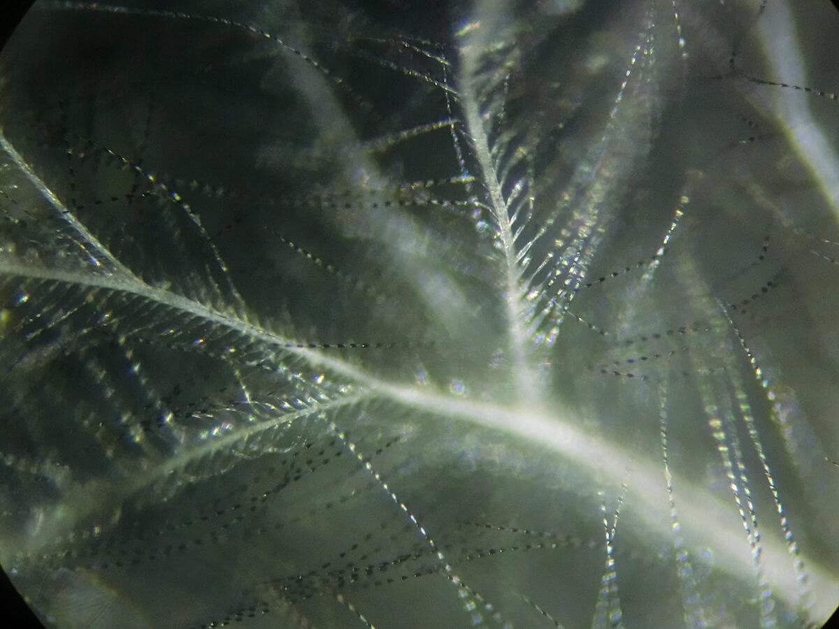 ジョウビタキの羽の顕微鏡写真