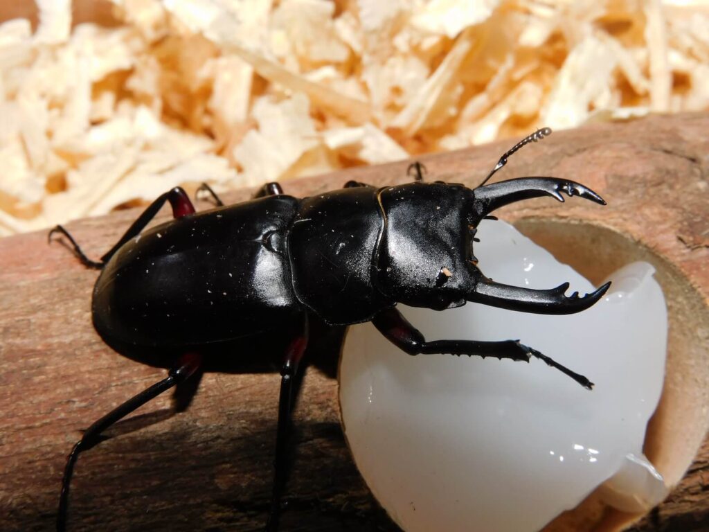 クワガタ・カブトシムの種類・図鑑 | スモールズー クワガタ・カブトシムの種類・図鑑 | スモールズー