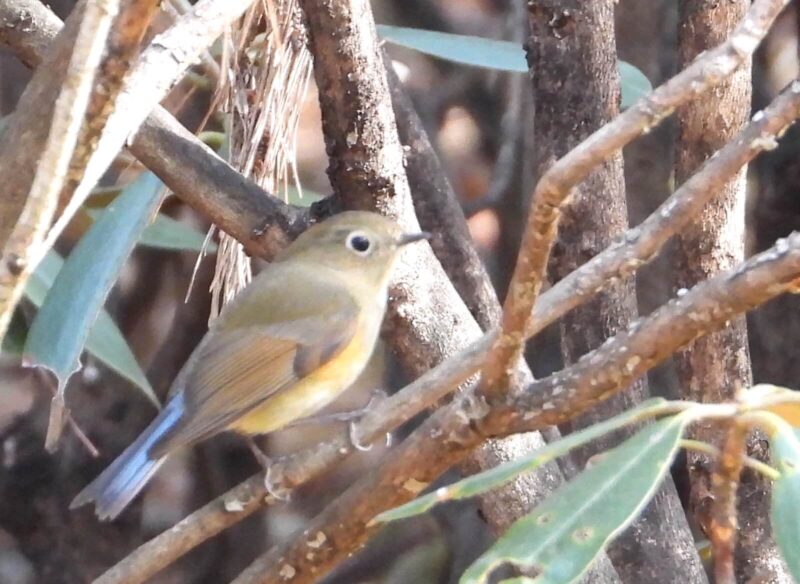 漂鳥（ひょうちょう）とは？「夏はこっちで、冬はあっち♪」