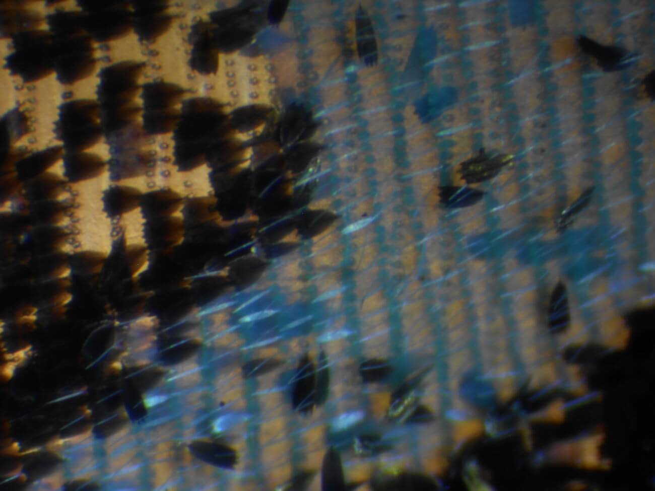 蝶の鱗粉のミクロ観察顕微鏡写真7