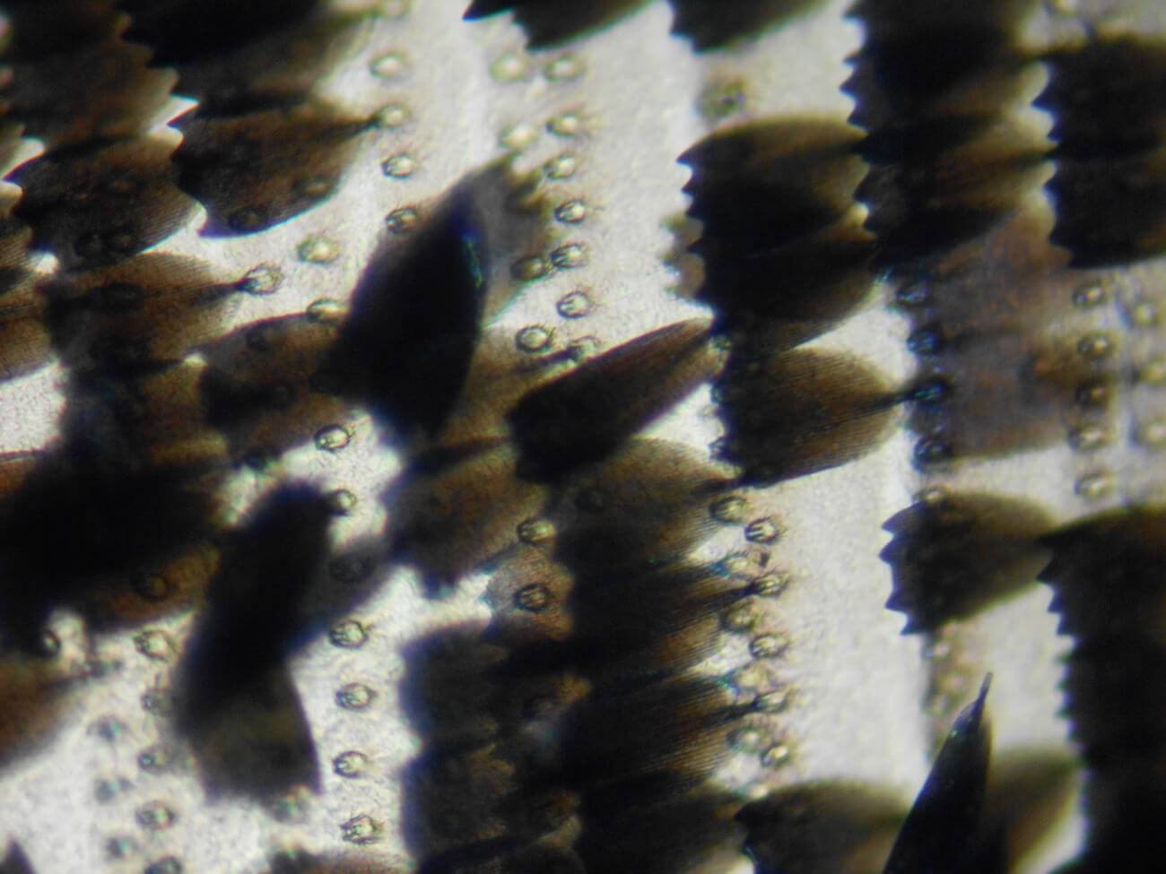 蝶の鱗粉のミクロ観察顕微鏡写真6