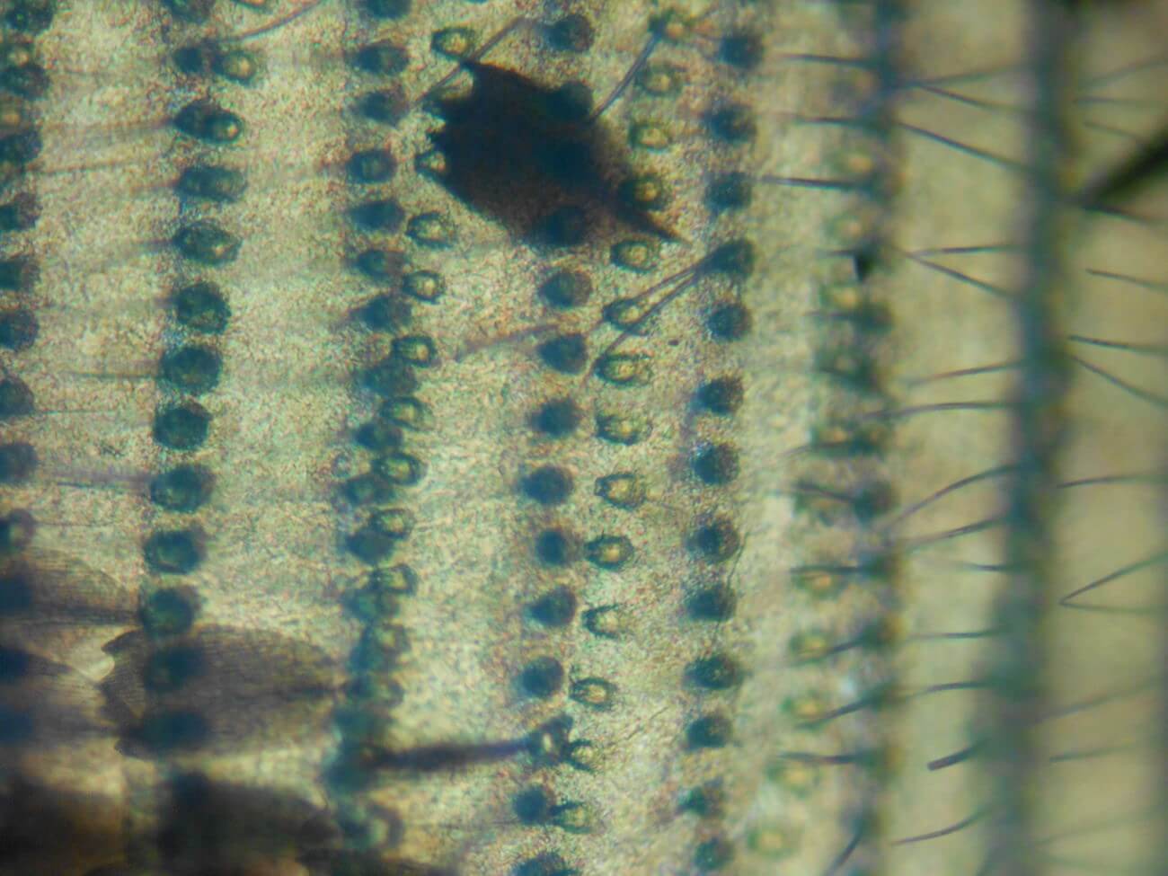 蝶の鱗粉のミクロ観察顕微鏡写真5