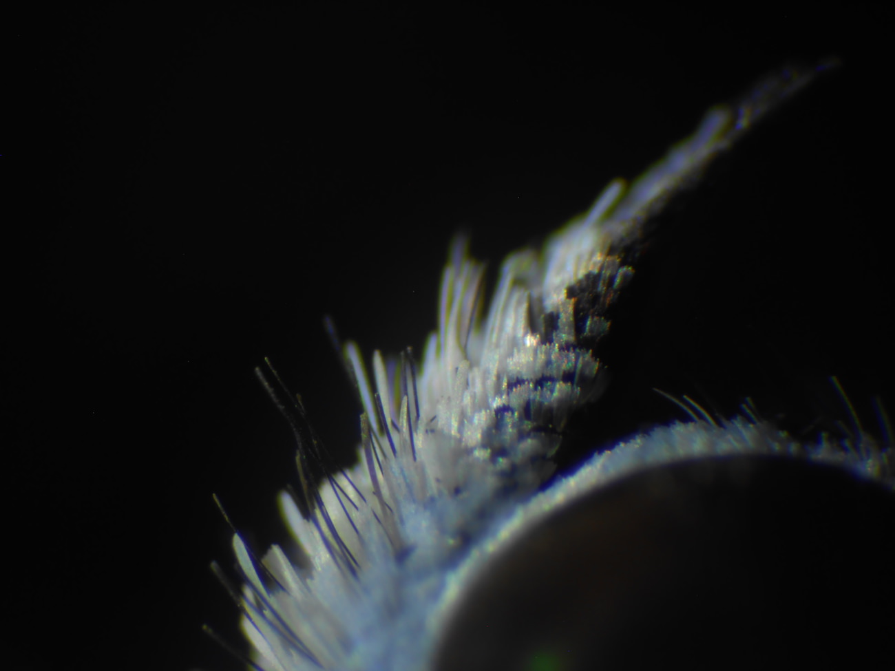 蝶のりん粉のミクロ観察顕微鏡写真
