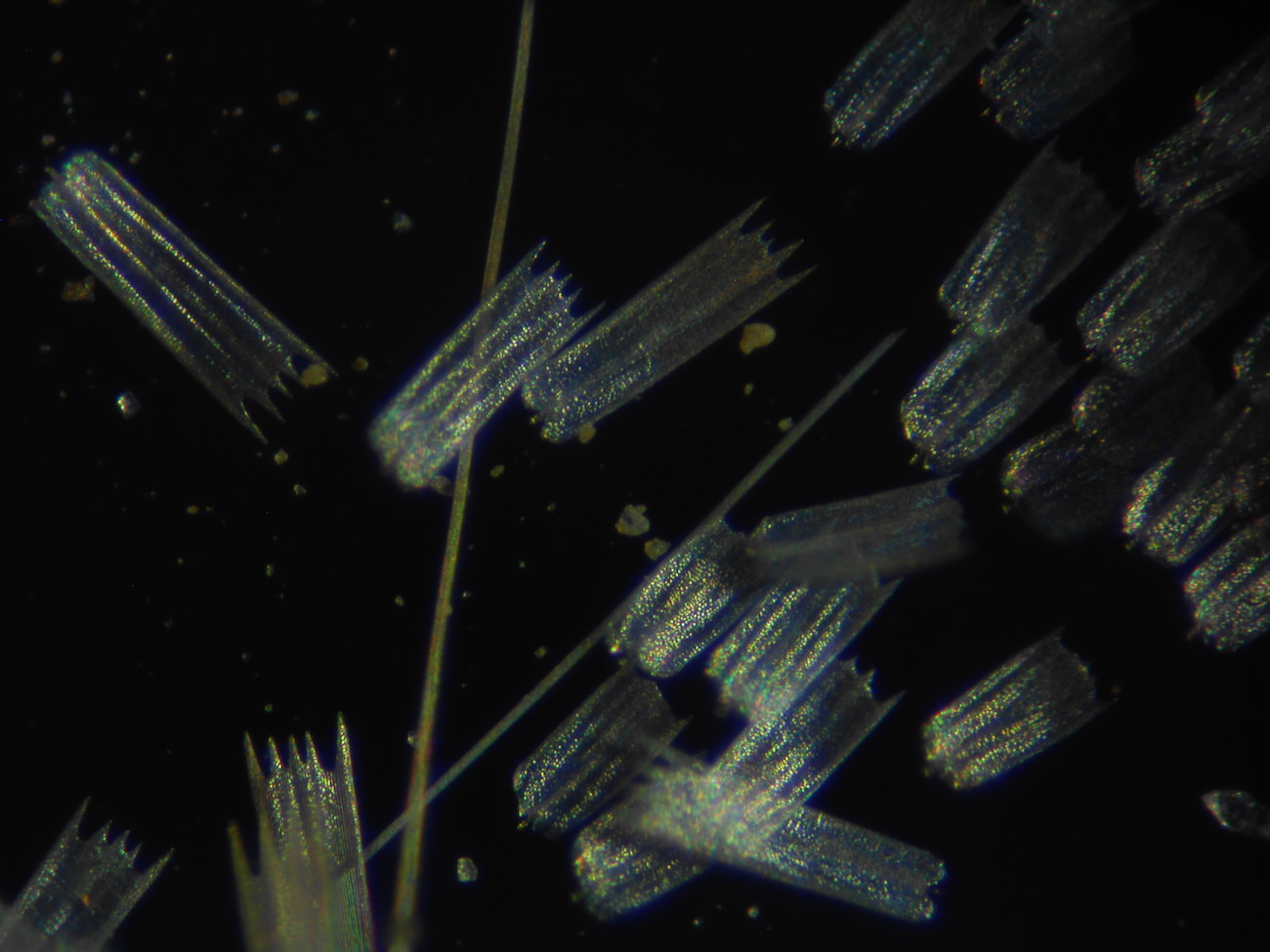 蝶の鱗粉のミクロ観察顕微鏡写真