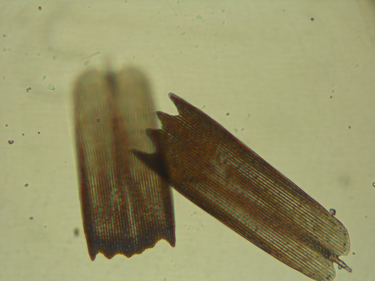蝶の鱗粉のミクロ観察顕微鏡写真