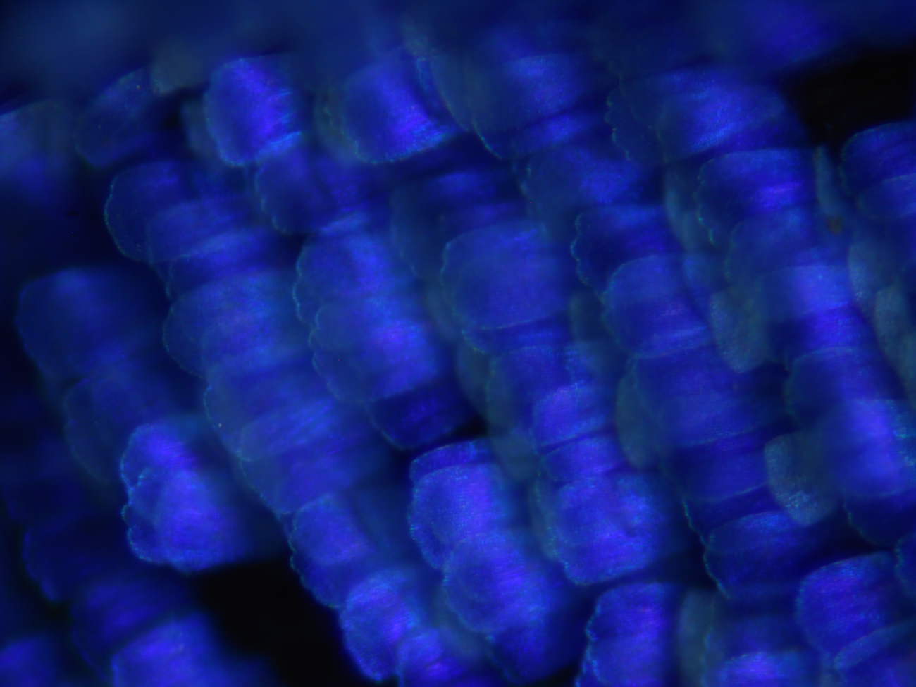 蝶のりん粉のミクロ観察顕微鏡写真