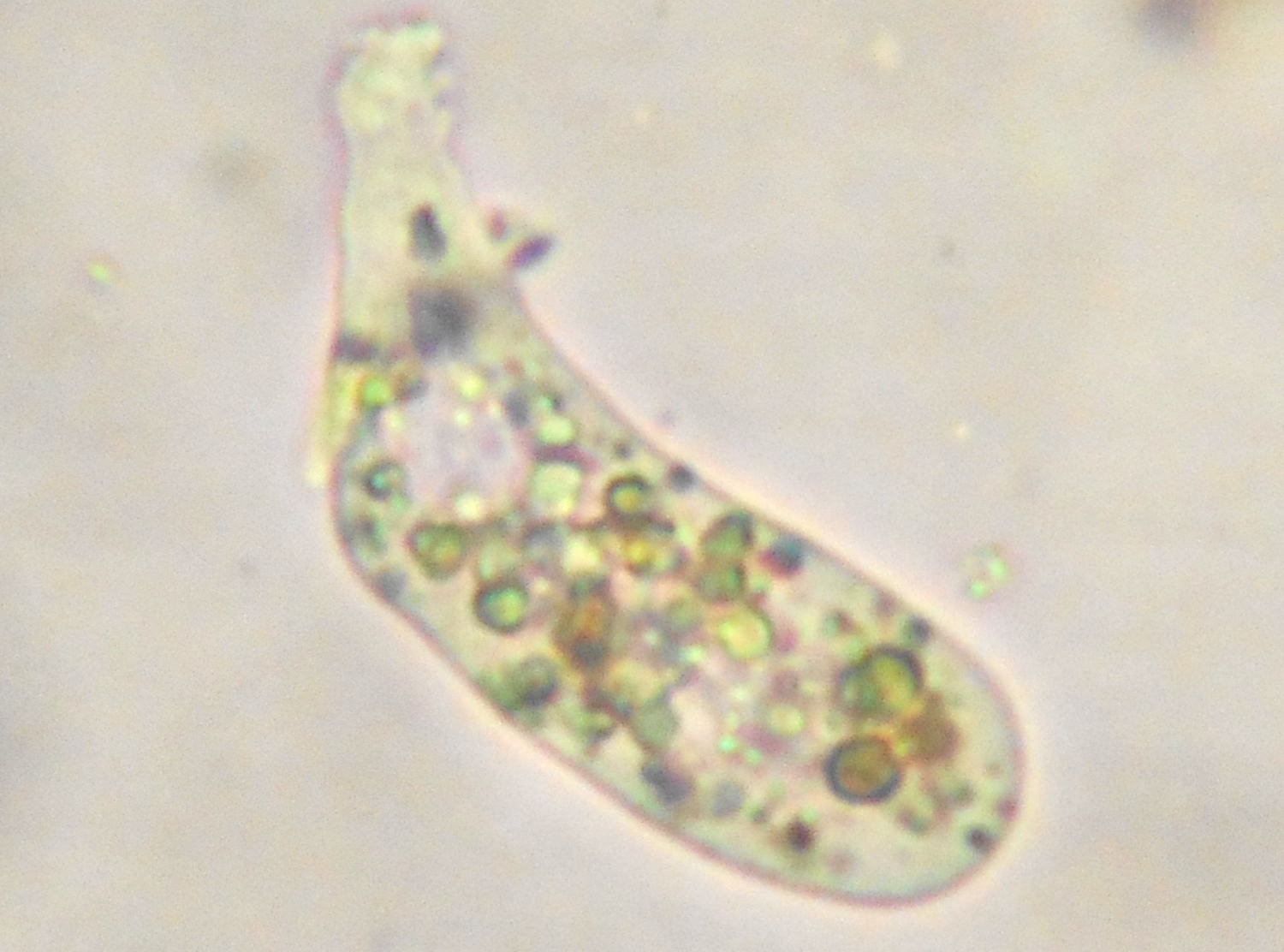 アメーバ 生物 ミドリアメーバ スモールズー