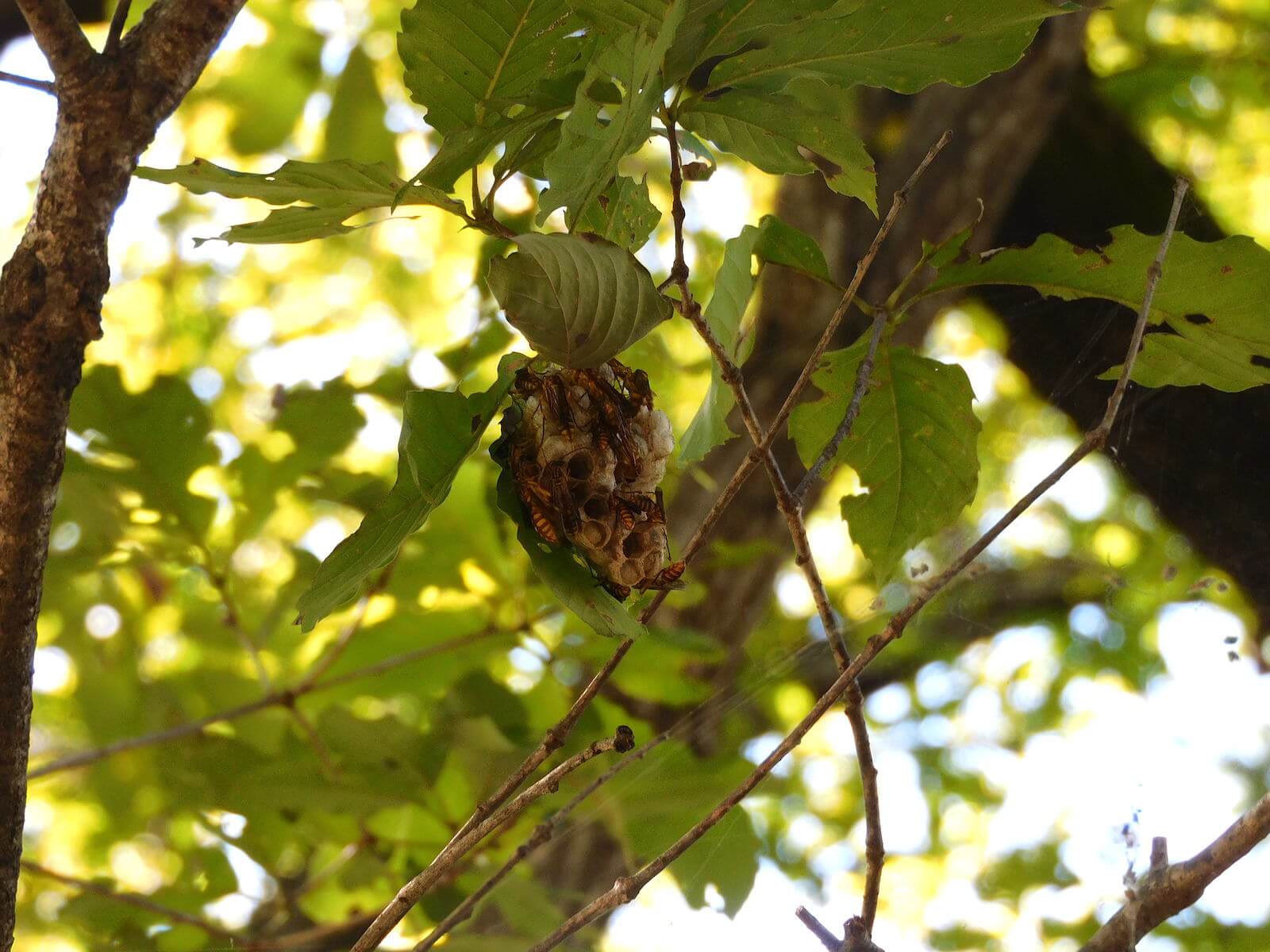 ヒメホソアシナガバチの巣