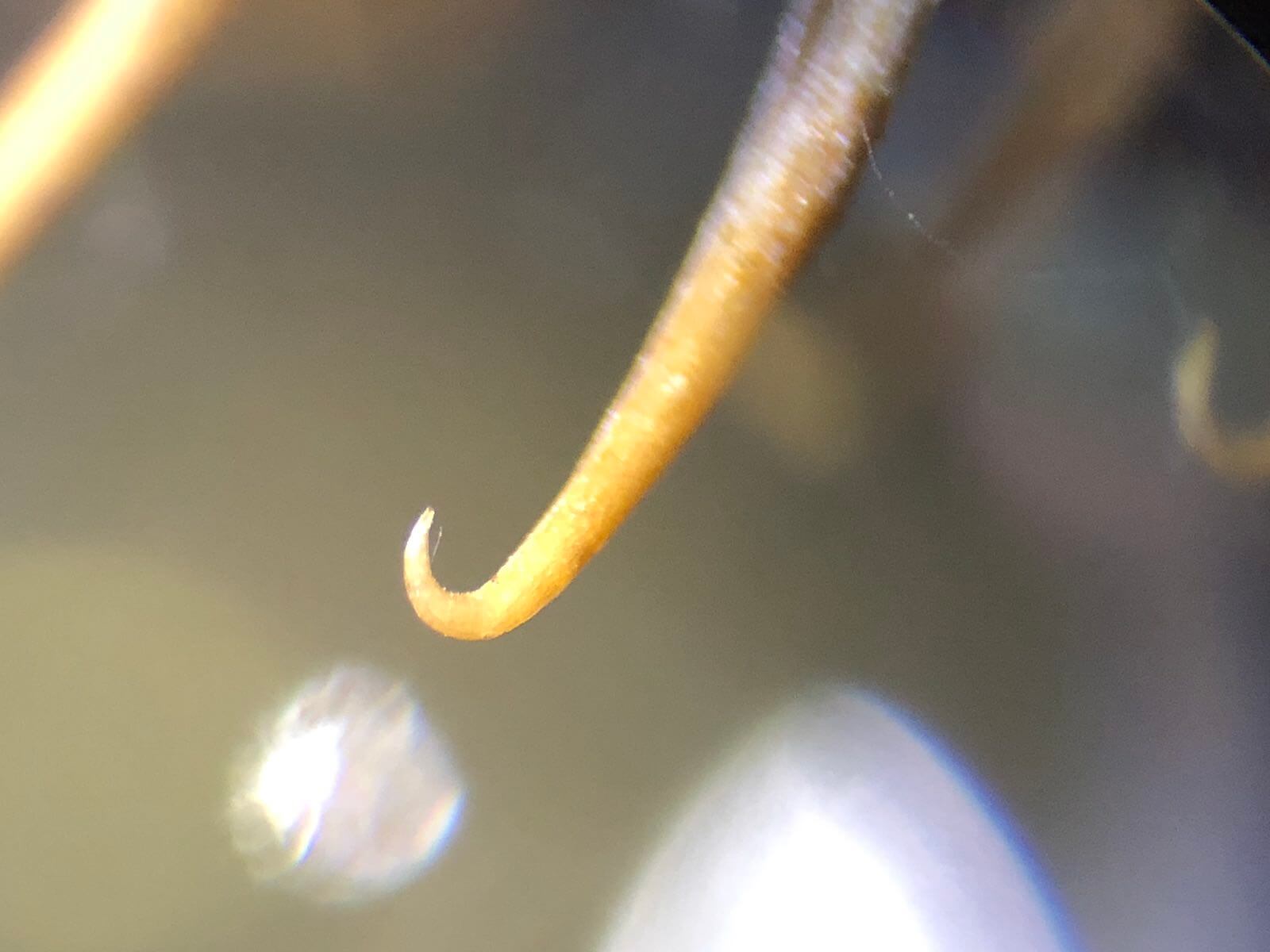 オナモミ（俗称、ひっつき虫）がくっつく仕組み〜顕微鏡写真で解説