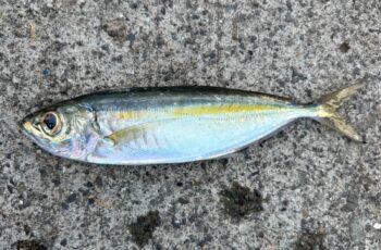 メアジ