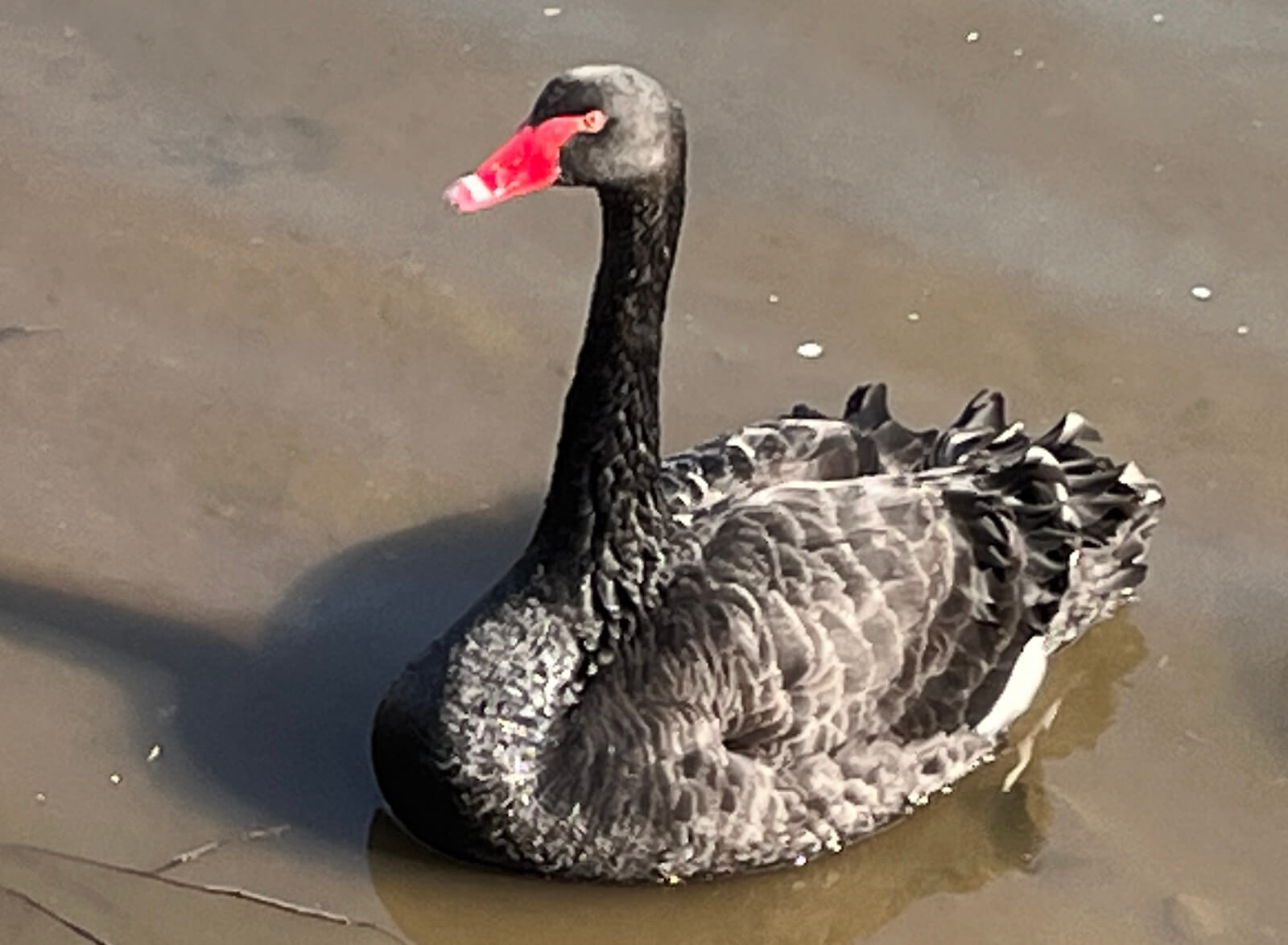 純正在庫 高品質！コクチョウ（Black Swan）♀ 頭骨 safetec.com.br