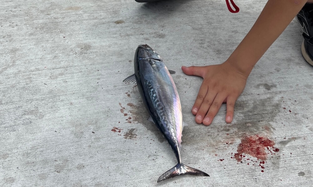 伊豆、戸田港でソウダガツオが簡単に釣れる！