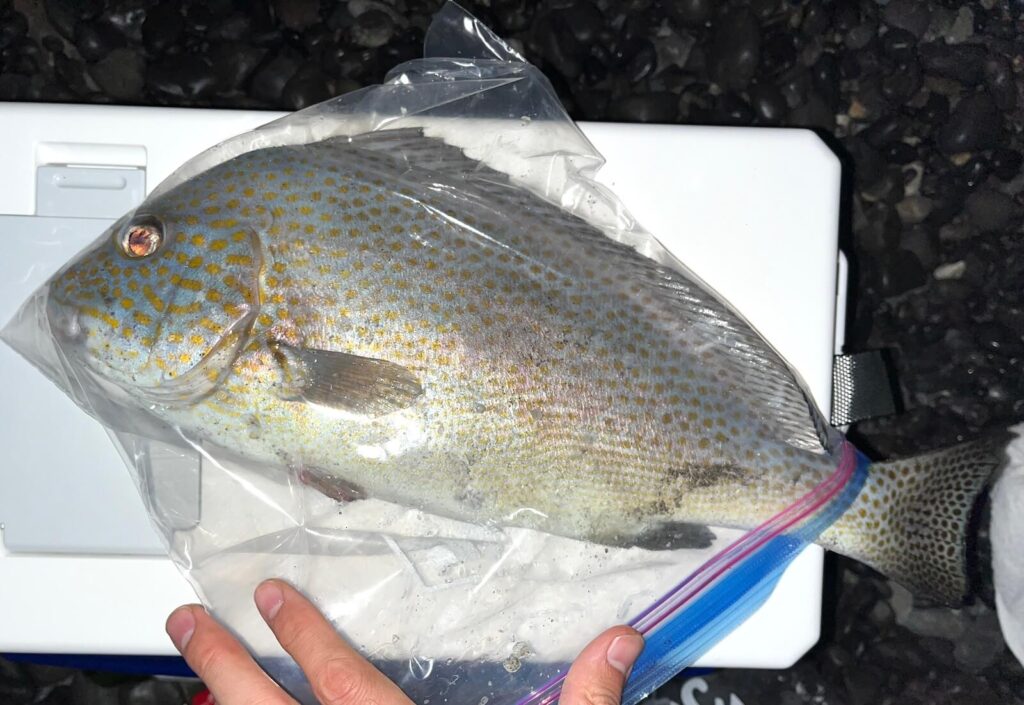 魚図鑑〜海の魚の種類・同定