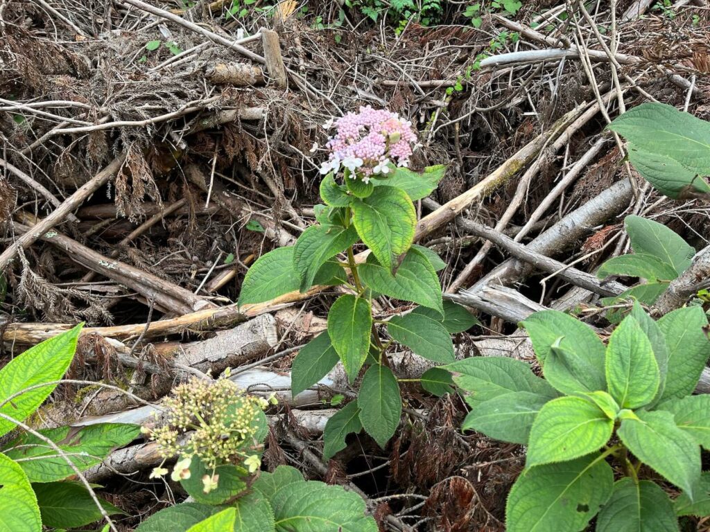 野草や花の図鑑