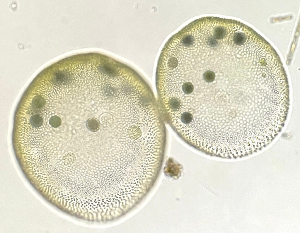 ボルボックスの見つけ方〜その浅緑（あさみどり）色の繊細な姿に魅了されるファンは多い ｜スモールズー