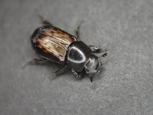 セマダラマグソコガネ