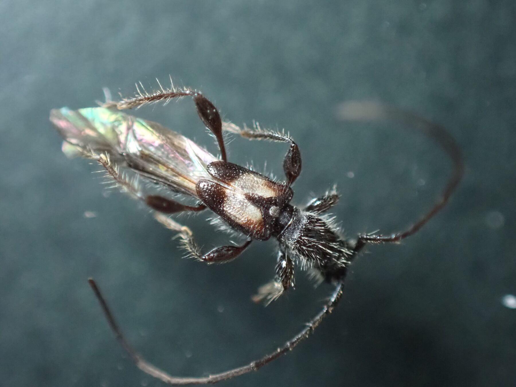 カエデヒゲナガコバネカミキリ