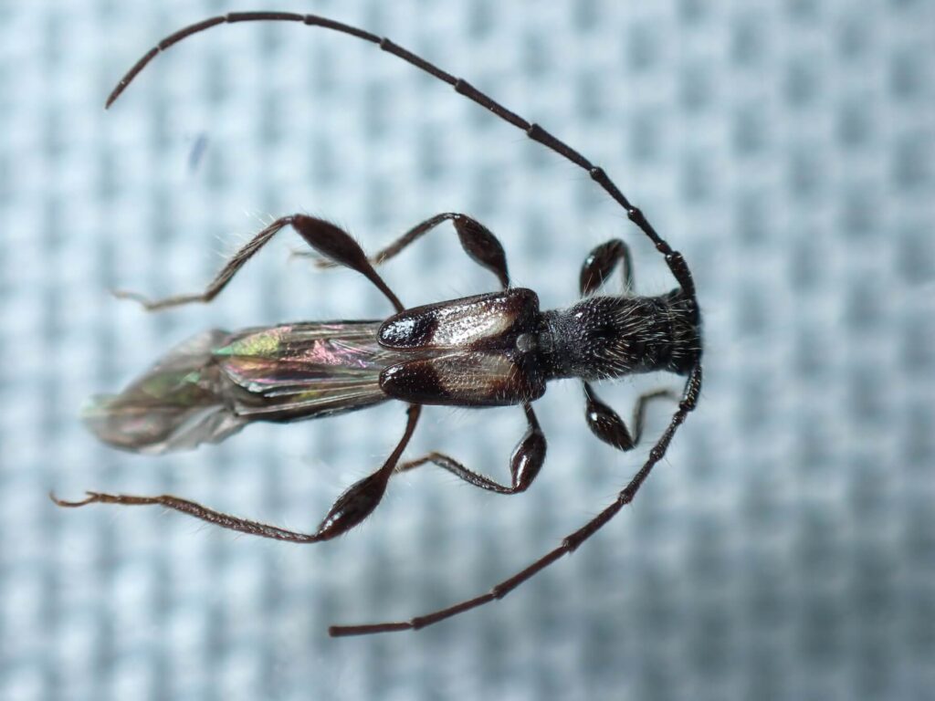 カエデヒゲナガコバネカミキリ