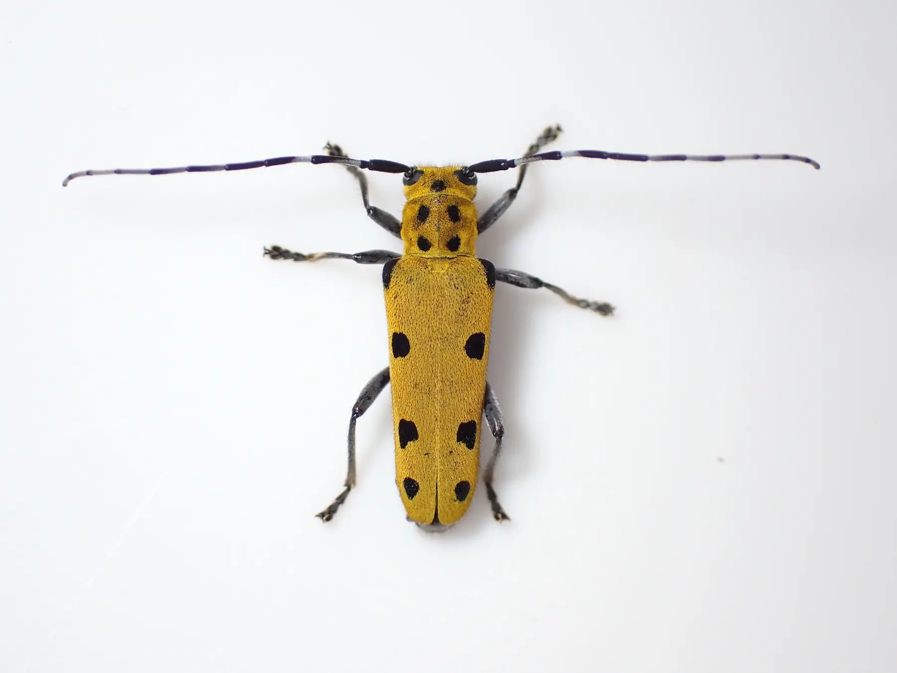 ムネモンヤツボシカミキリ