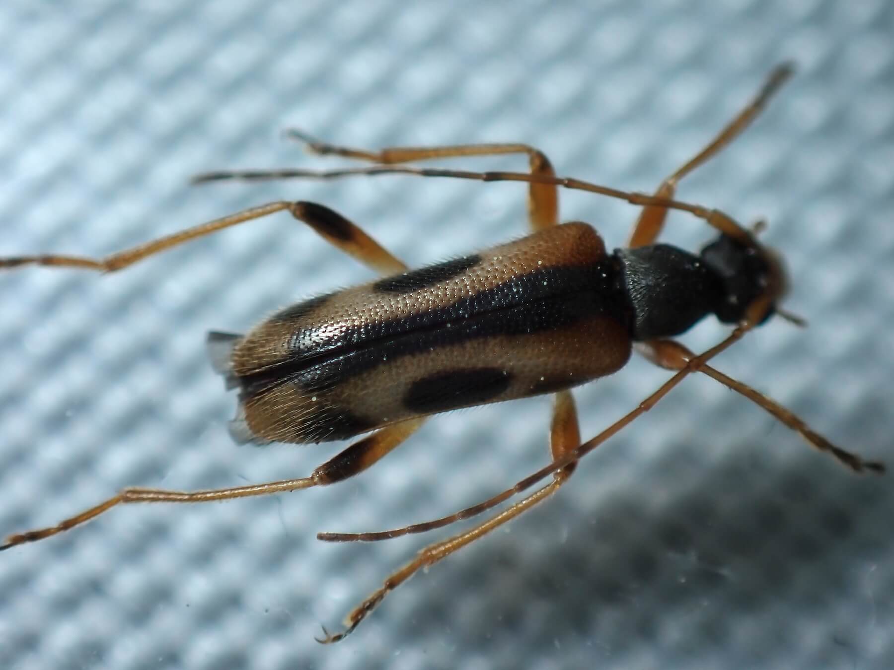 トサヒメハナカミキリ