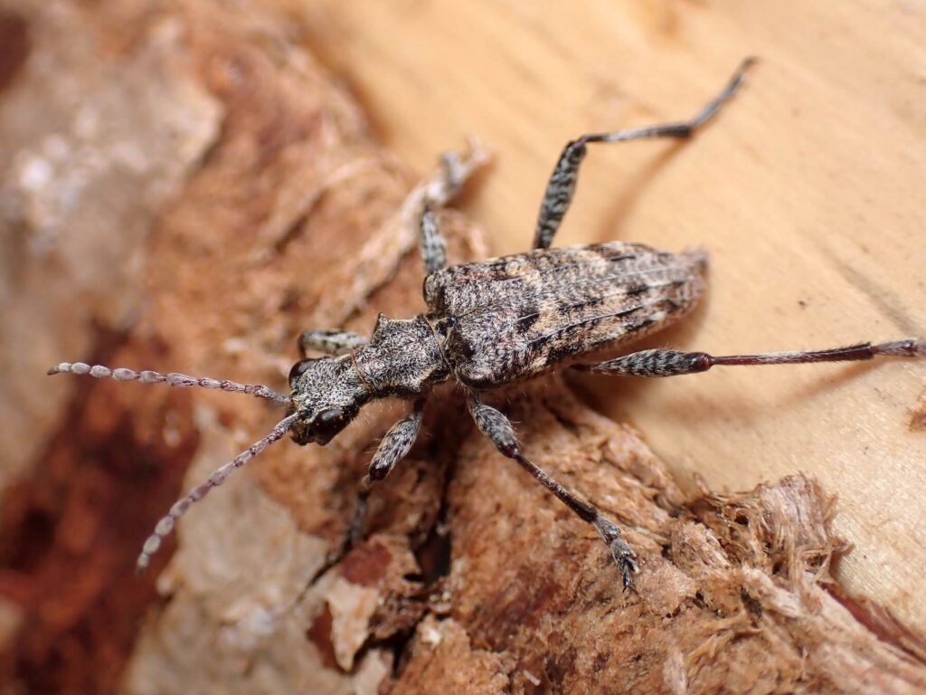 ホンドニセハイイロハナカミキリ