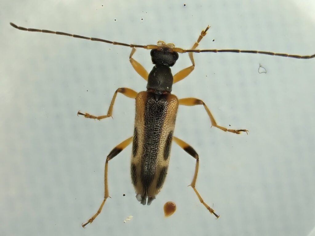 コトヒメハナカミキリ