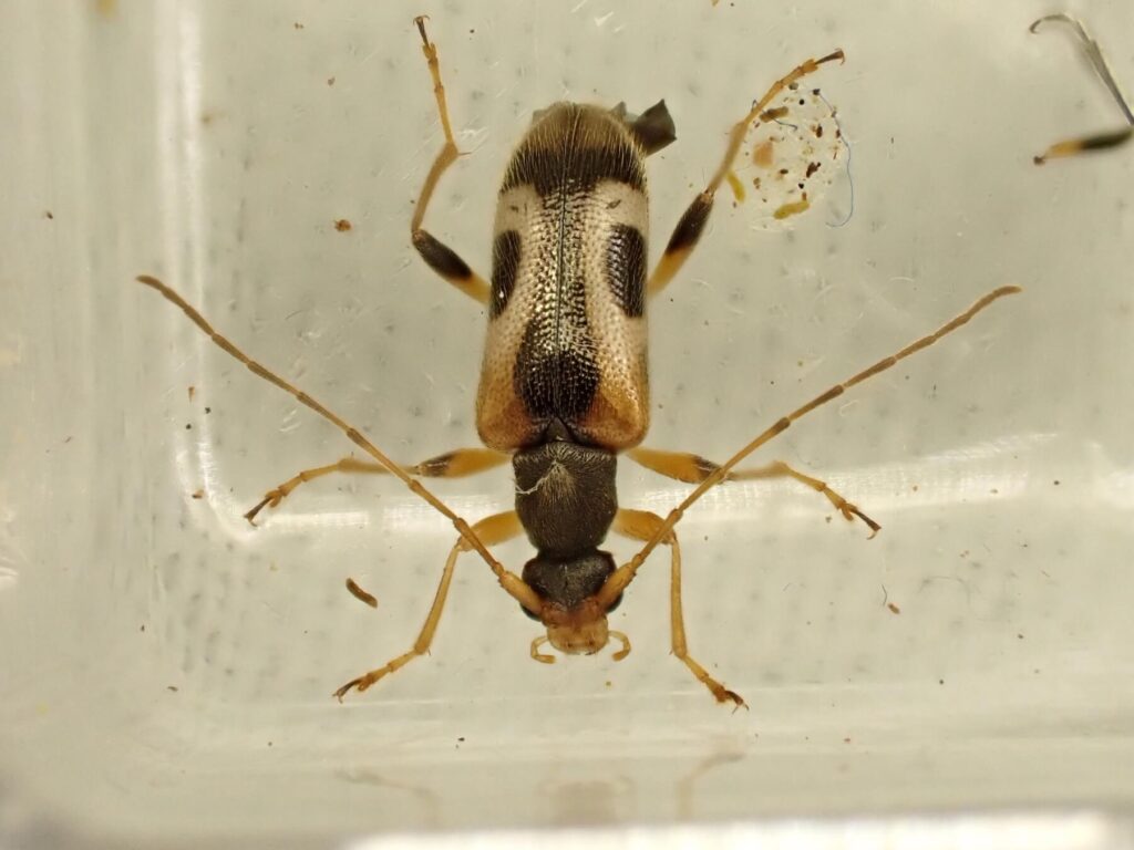 トサヒメハナカミキリ